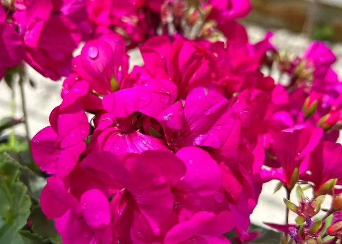 Donatella * 波雷奇