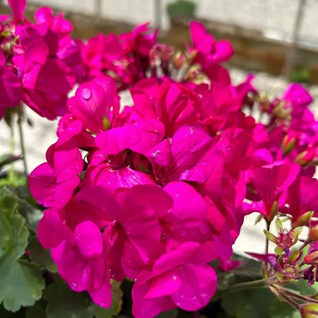 Donatella * Πόρετς